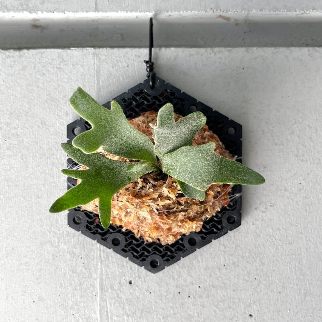 「極大サイズ」　ビカクシダP.willinckii Bacteria spore 極大サイズ」 ビカクシダP.willinckii Bacteria spore